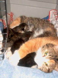 Mattie nursing her kittens