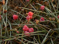 Zeedruif (ephedra distachya)