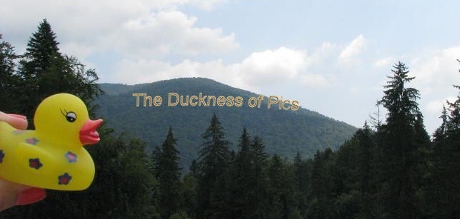 The Duckness of Pics