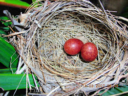 bird eggs egg lays reddish which another bubul nest laid hatchlings morning