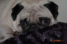 Snowpug`s Baroness Marie of Victory