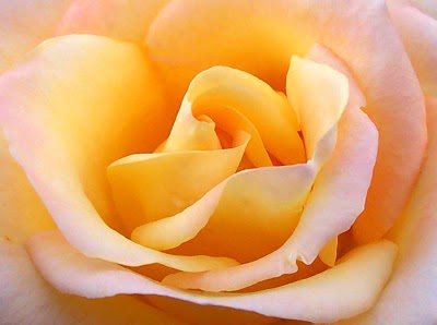 Close_up_yellow_rose.jpg