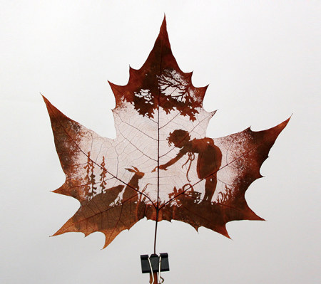 maple leaf