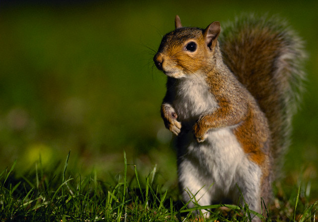 Terrierman's Daily Dose: Red Squirrels v. Gray Squirrels