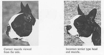 Elevage, reproduction, sélection et aberrations - Page 11 Boston-terrier-head-shape