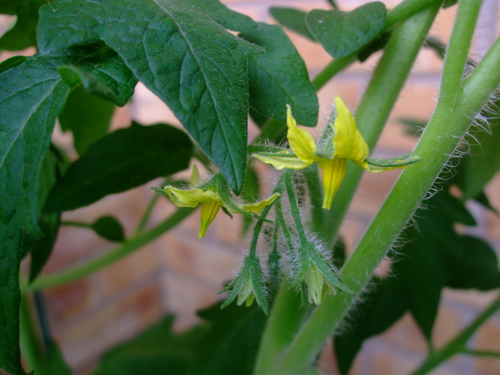 No Love Sincerer&hellip; Flowering tomato plants