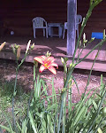 First Day Lily Bloom