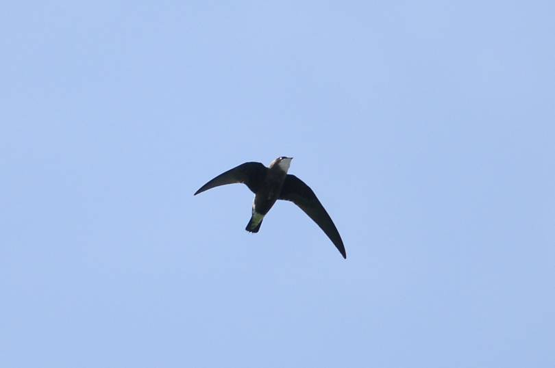 http://4.bp.blogspot.com/_PJQ3YFqtoxY/SxMEUEz26uI/AAAAAAAAJzQ/r3CBavAQiRc/s1600/Fastest+Bird+in+the+World+Spine+tailed+swift+171+KMPH-788015.jpg