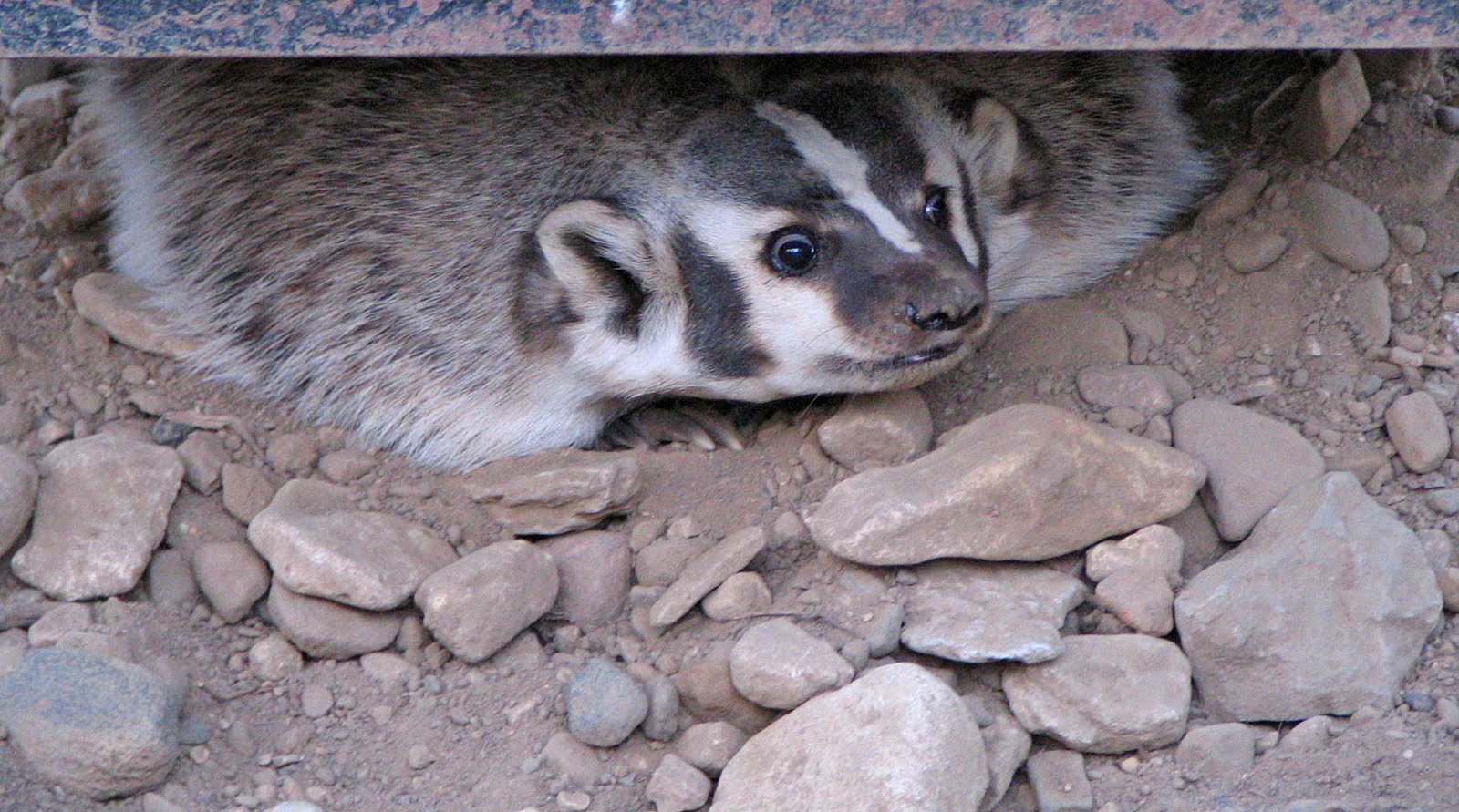 Nature Knitter Terrestrial Animals of Minnesota