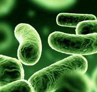 Ilmu & Pelajaran: Lactobacillus casei