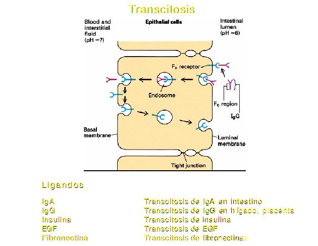 Funcion de la iga en la leche materna