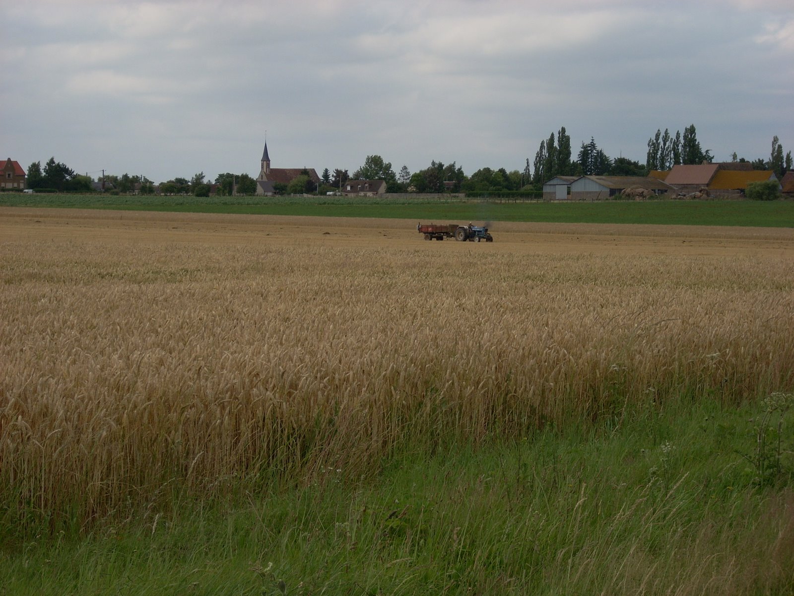 [champ+de+blé+O808.jpg]