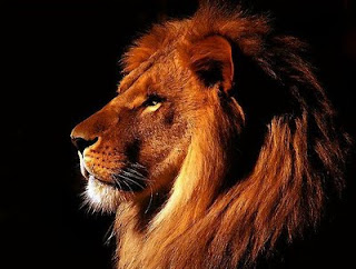 brezsny leo horoscope