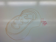 The Mighty Mitochondria