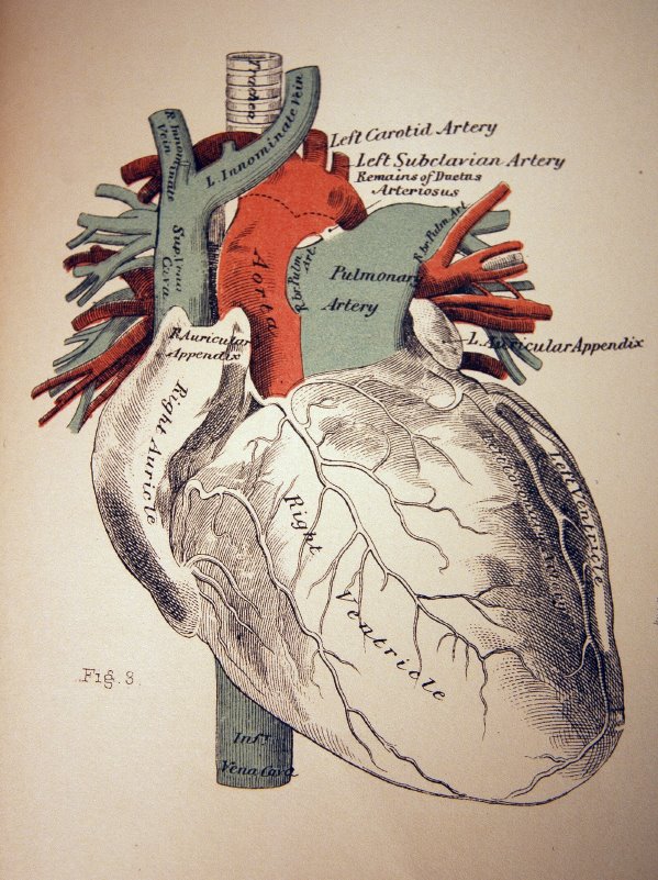 [Heart+illustration.jpg]