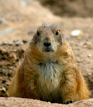 Black-Tailed Prairie Dog