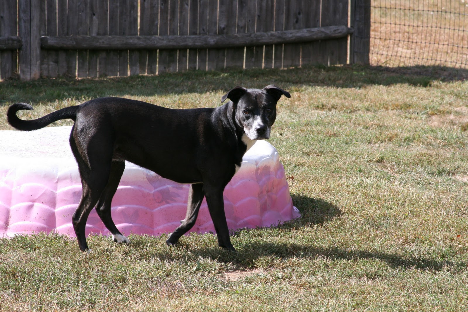Best Friends Avon Boarding Pet of the Week!!