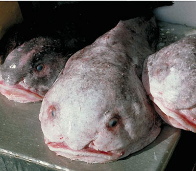 ugly fish marine supply ugly fish marine supply