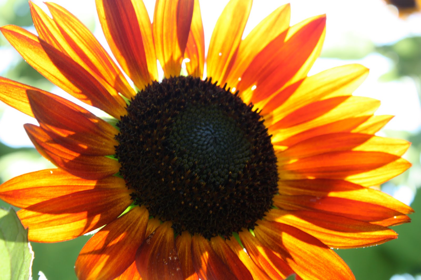 Tales of shenanigans well told today is sunflower day 