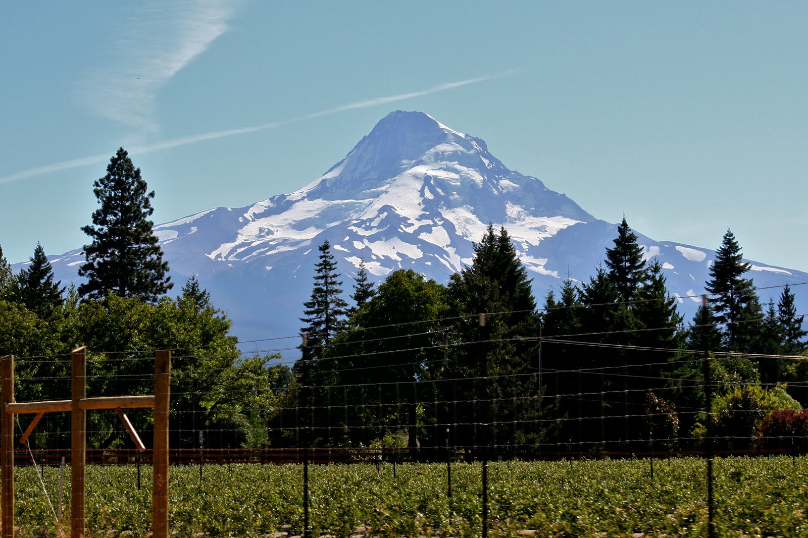 Reasonably Well We Love The Fruit Loop