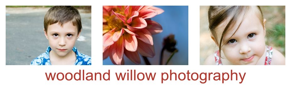 Woodland  Willow Photography