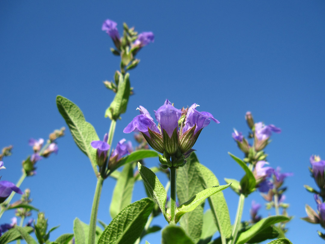 66 Square Feet (Plus) Sage flowers