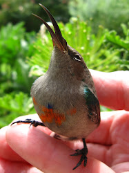 sunbird collared double lesser bird humans enter