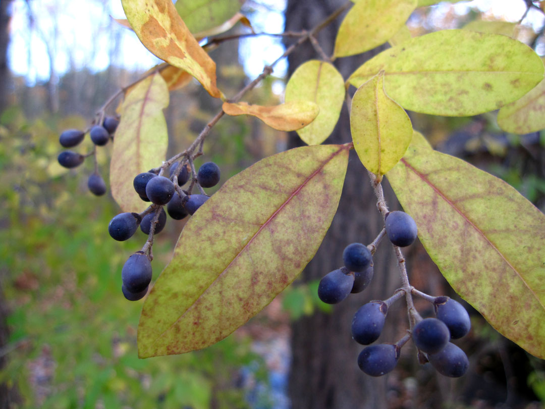 [Woodstock+berries.jpg]