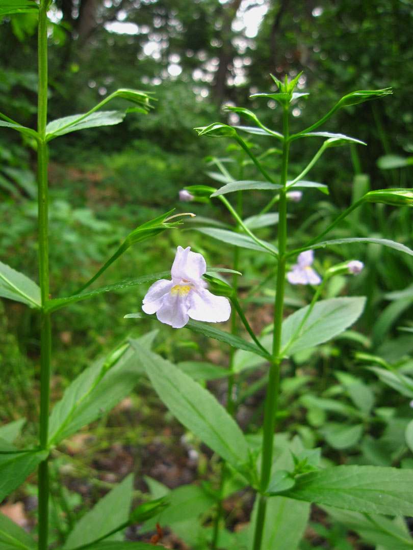 66 Square Feet (Plus) Native woodland plants in summer