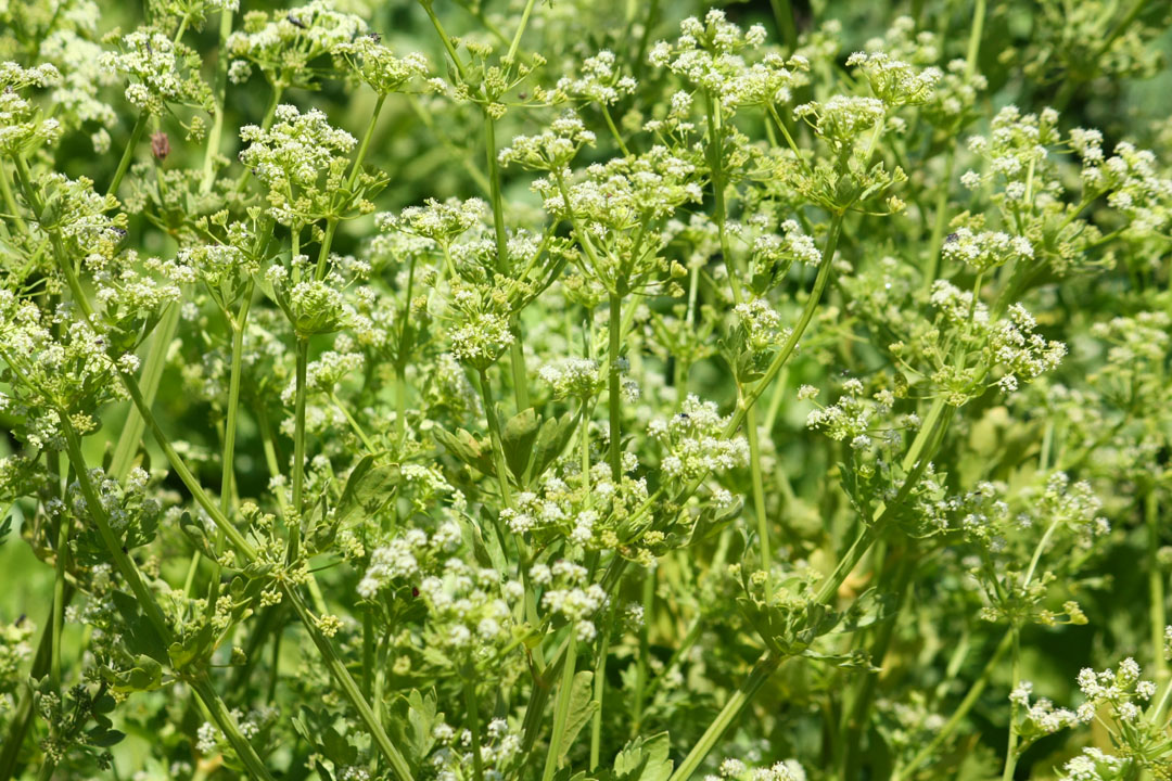 Celery flower. Celery flower. Как цветет сельдерей. Сельдерей цветет. Celery task.