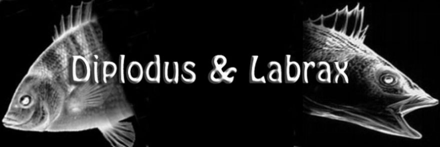 Diplodus & Labrax
