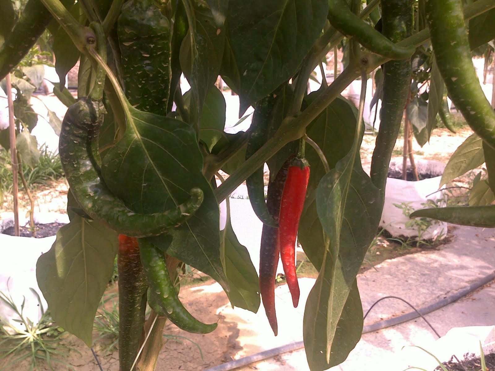 Cili Fertigasi: Pengenalan Sistem Fertigasi