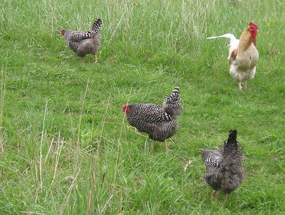Stone Meadow Chickens in the Grass Stone Meadow Chickens in the Grass