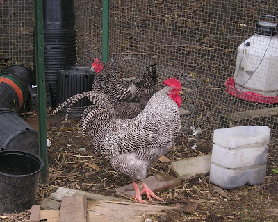 Stone Meadow Plymouth Barred Rocks Stone Meadow Plymouth Barred Rocks