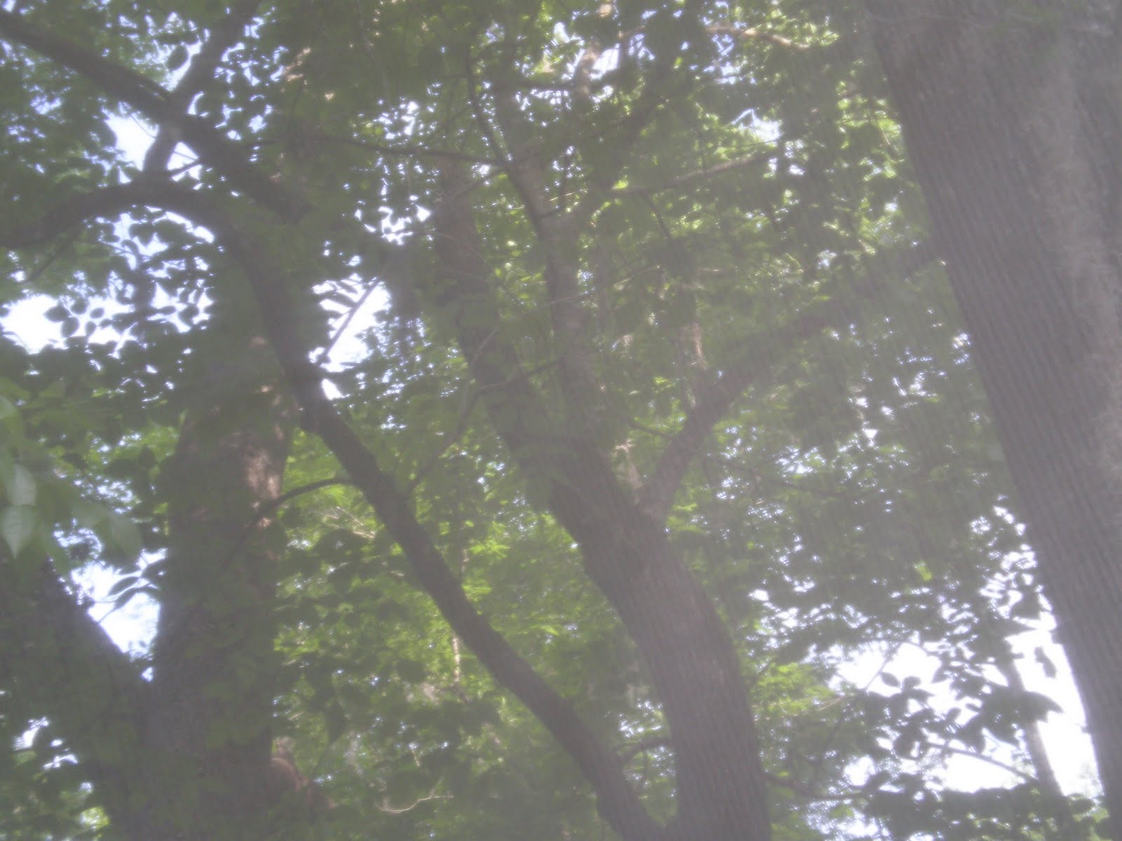 Fuel Oil Ratio Echo Weed Eater