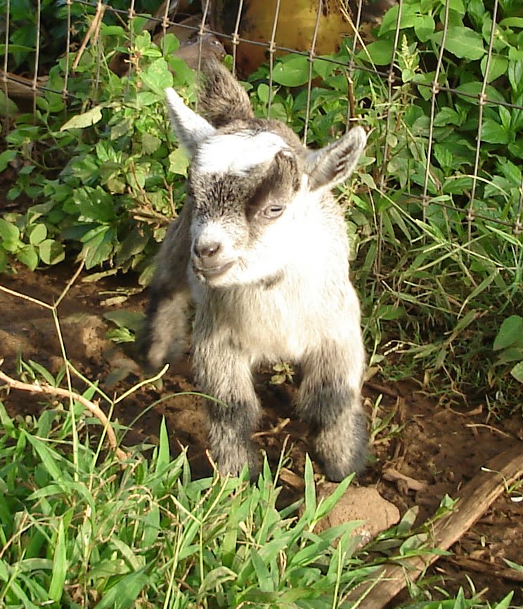 [pygmy+goat.jpg]