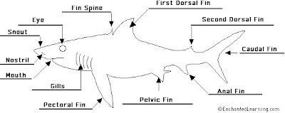 sharks: shark external