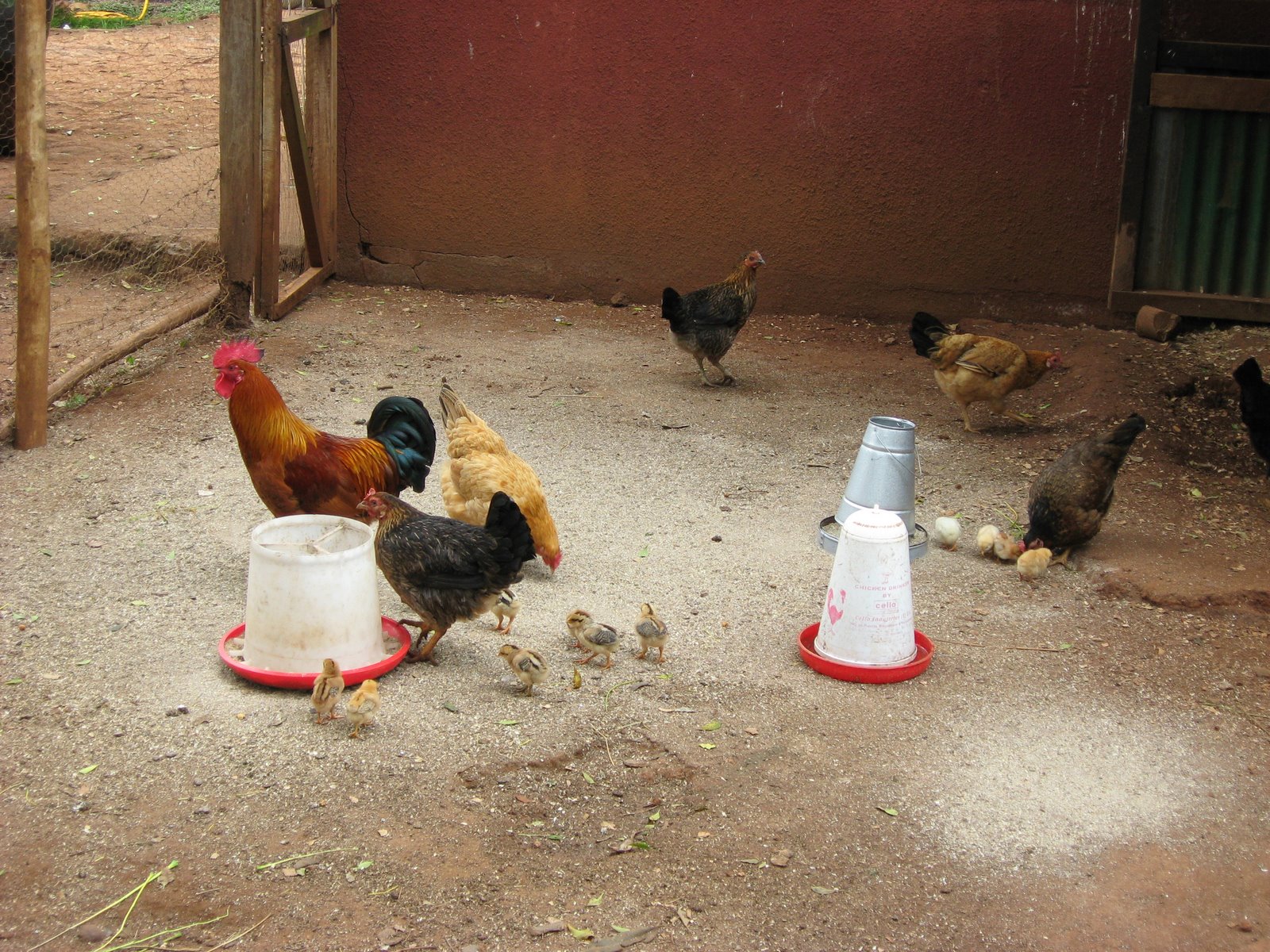 [chicken+project.JPG]