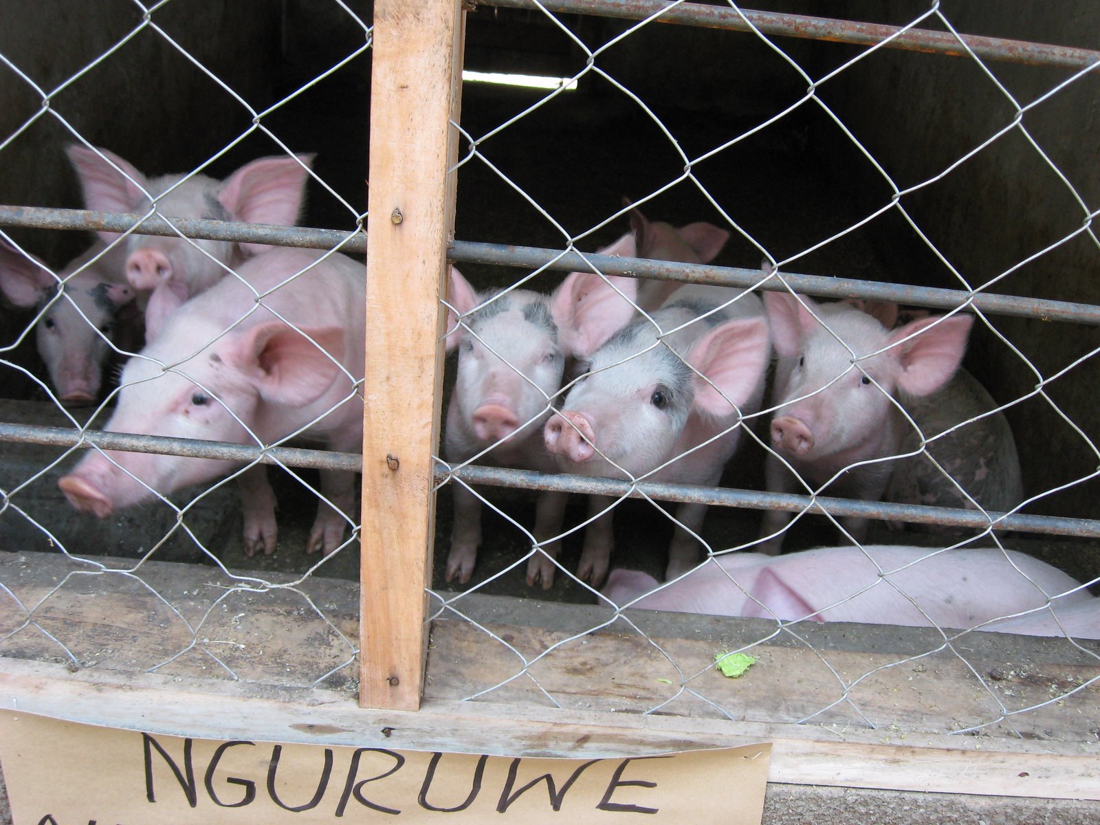 [Piglets.JPG]