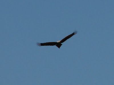 Wedge Tail Eagle after black saturday bushfire, whittlesea