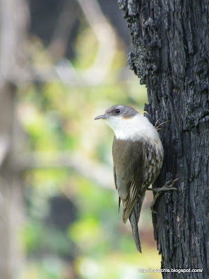 White-throated Treecreeper, Bruces Creek, Whittlesea. Bird Recovery after bushfire.