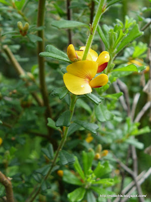 flora recovery after black saturday. Rough bush pea in flower. Pultenea scabra