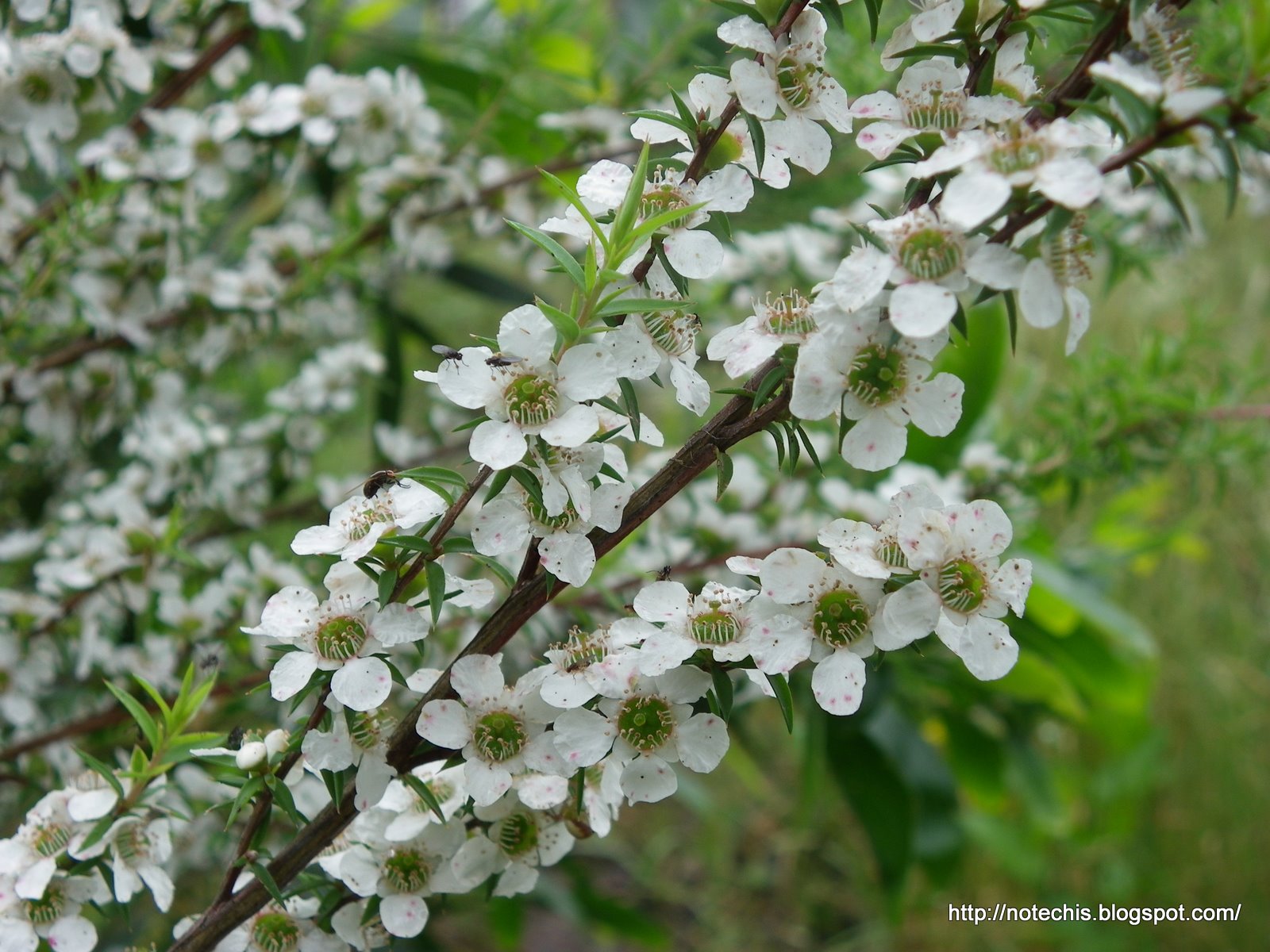 Чайное дерево геншин. Melaleuca alternifolia. Цветение чайного дерева. Чайное дерево цветет. Цветущее чайное дерево.