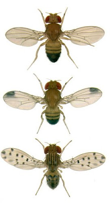 Drosophila-birmipes.jpg
