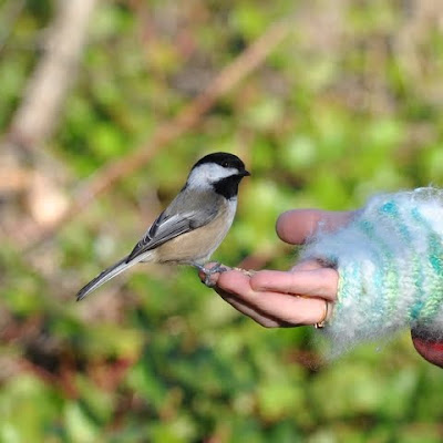 watercolour chickadee painting