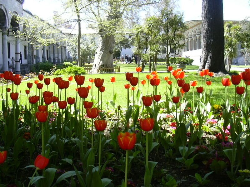 [800px-Tulips-Topkap%C4%B1_Palace.jpg]