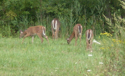 four white-tail deer, grazing, near Fairport NY (c)2008 jcb