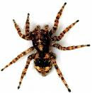 big hairy scary spider - courtesy of AdamsPestControl.com