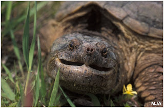 snapping turtle photo courtesy of Tanglewood Nature Center