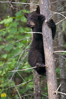 black bear cub in a tree, courtesy of Tuckamore Lodge